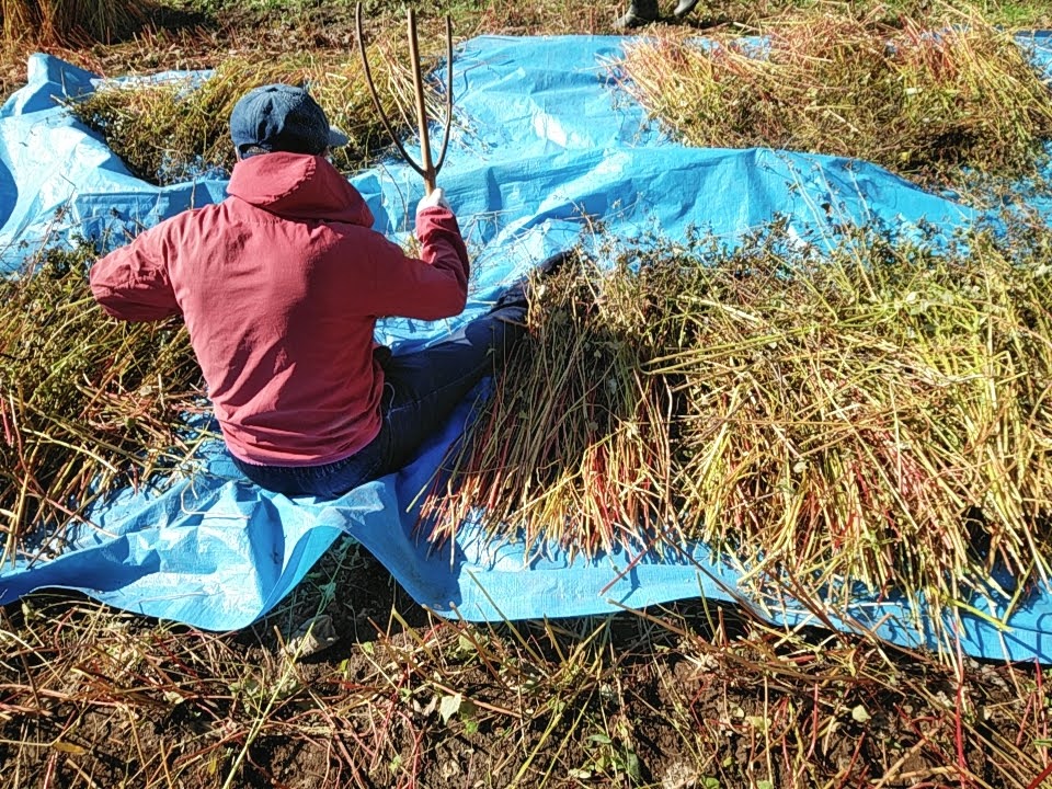 蕎麦の実を叩いて落とす。