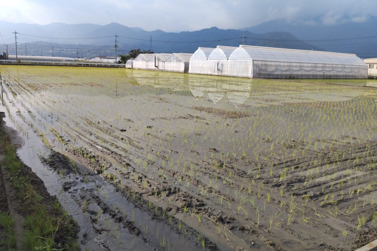 田植え後