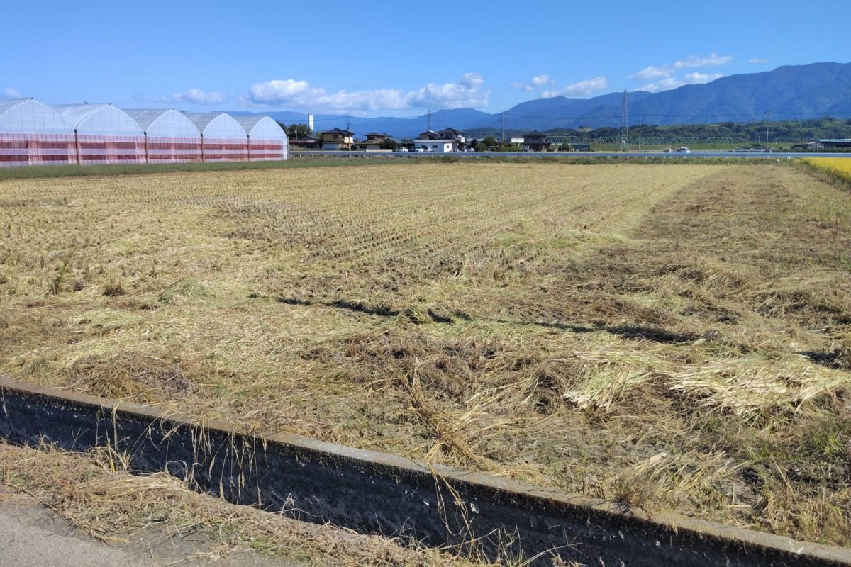 稲刈り後