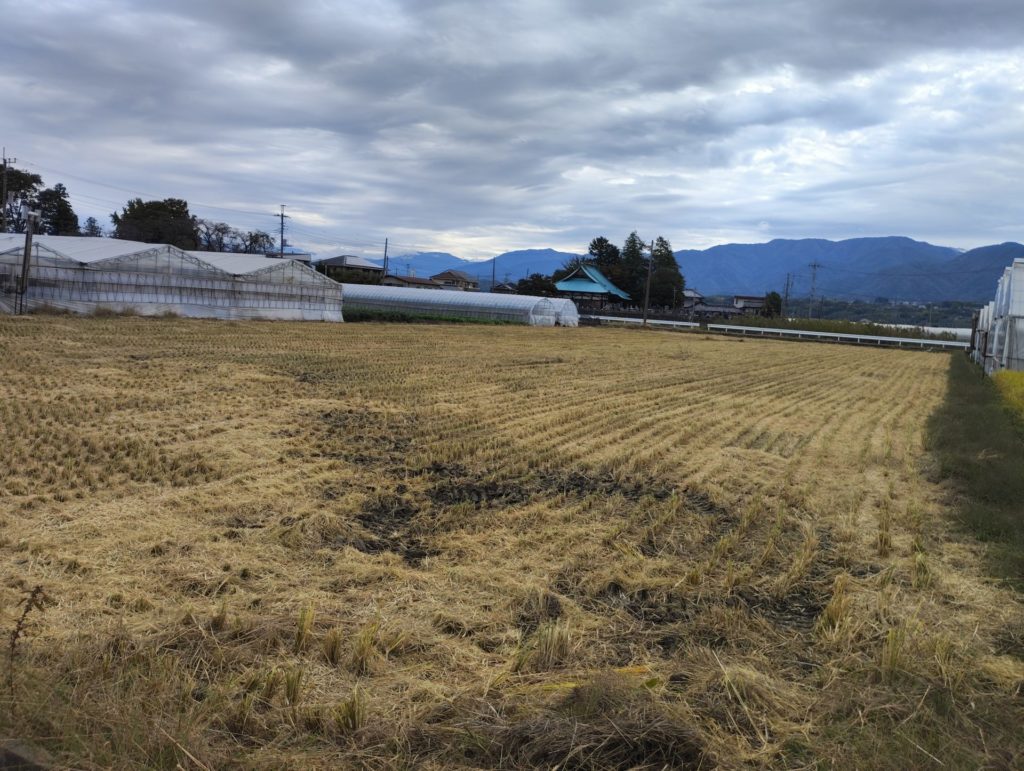稲刈り後