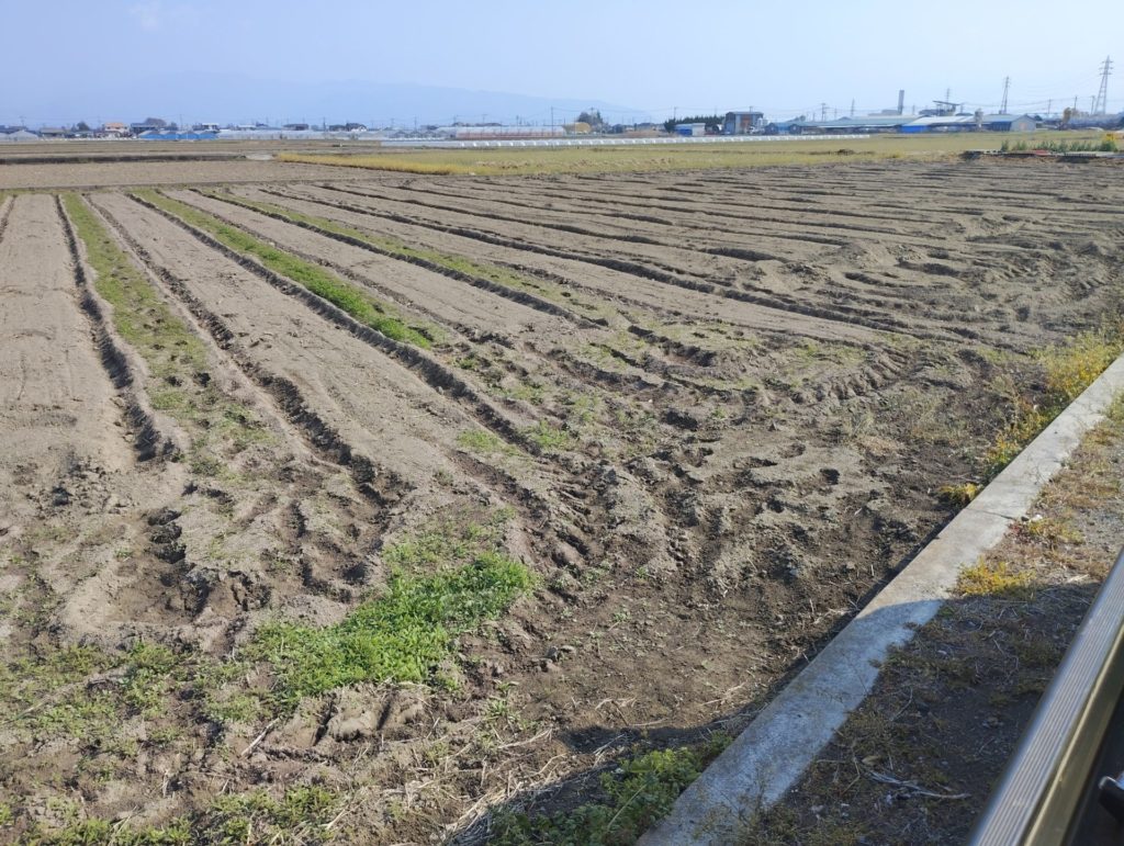 ヤングコーンの畑